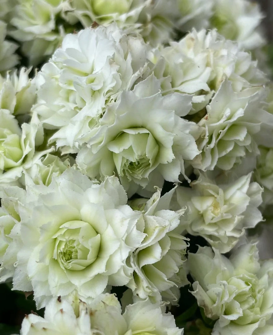 （伊丽莎白）110盆一代种苗长寿 稀有一花多色品种 产地直发