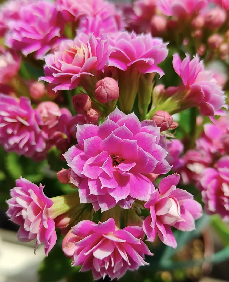 （紫风铃）110盆一代种苗长寿 稀有重瓣大花品种 产地直发