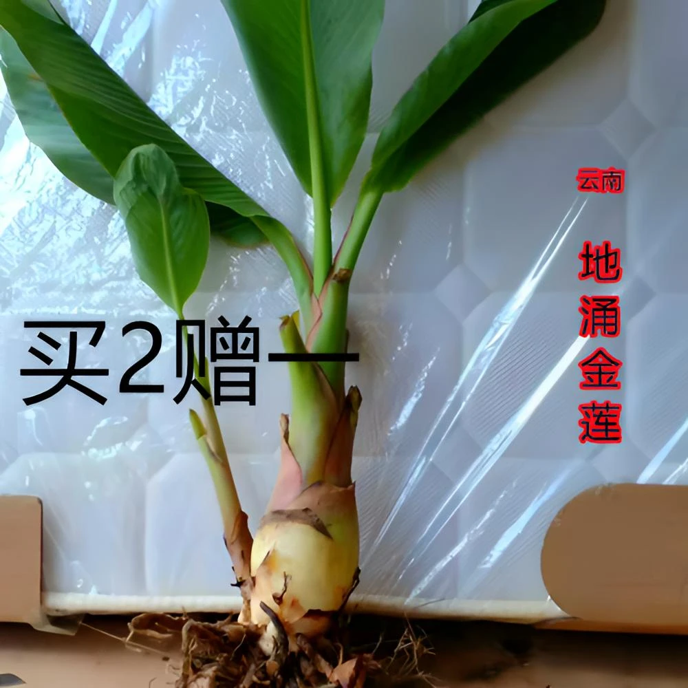 云南地涌盆栽植物金莲地涌金莲盆栽正宗小苗中苗大苗盆栽不带花苞