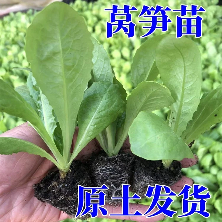 莴笋苗莴苣秧苗青皮农家秋冬耐寒蔬菜苗红皮现卖西蓝花阳台蔬菜苗