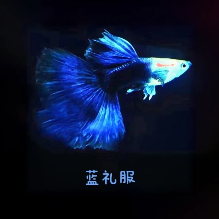 【精品孔雀鱼种鱼】德系蓝礼服