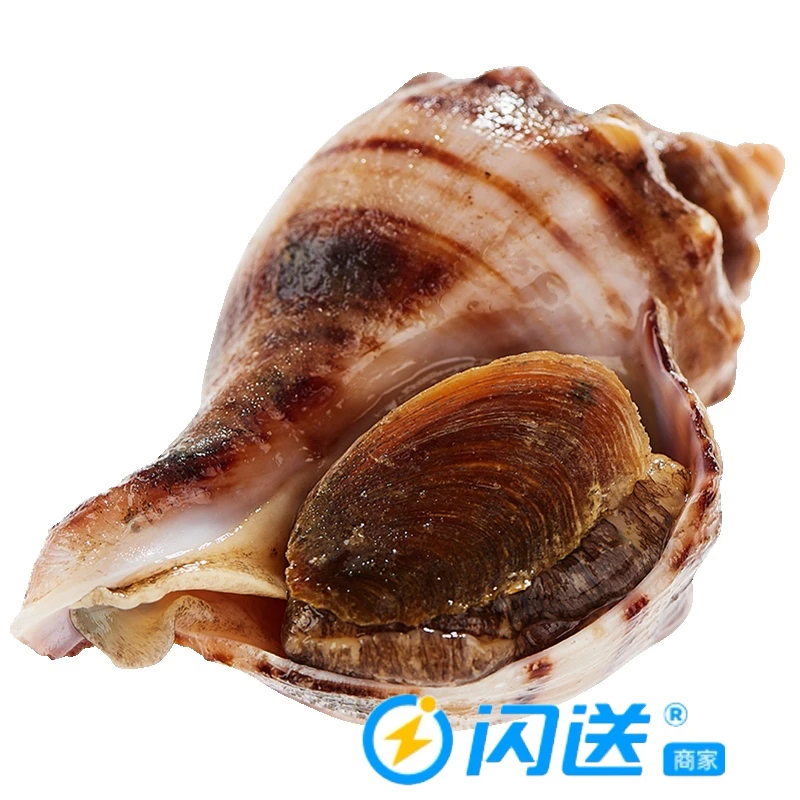 大连角螺/500g/皮薄柔嫩/按斤销售