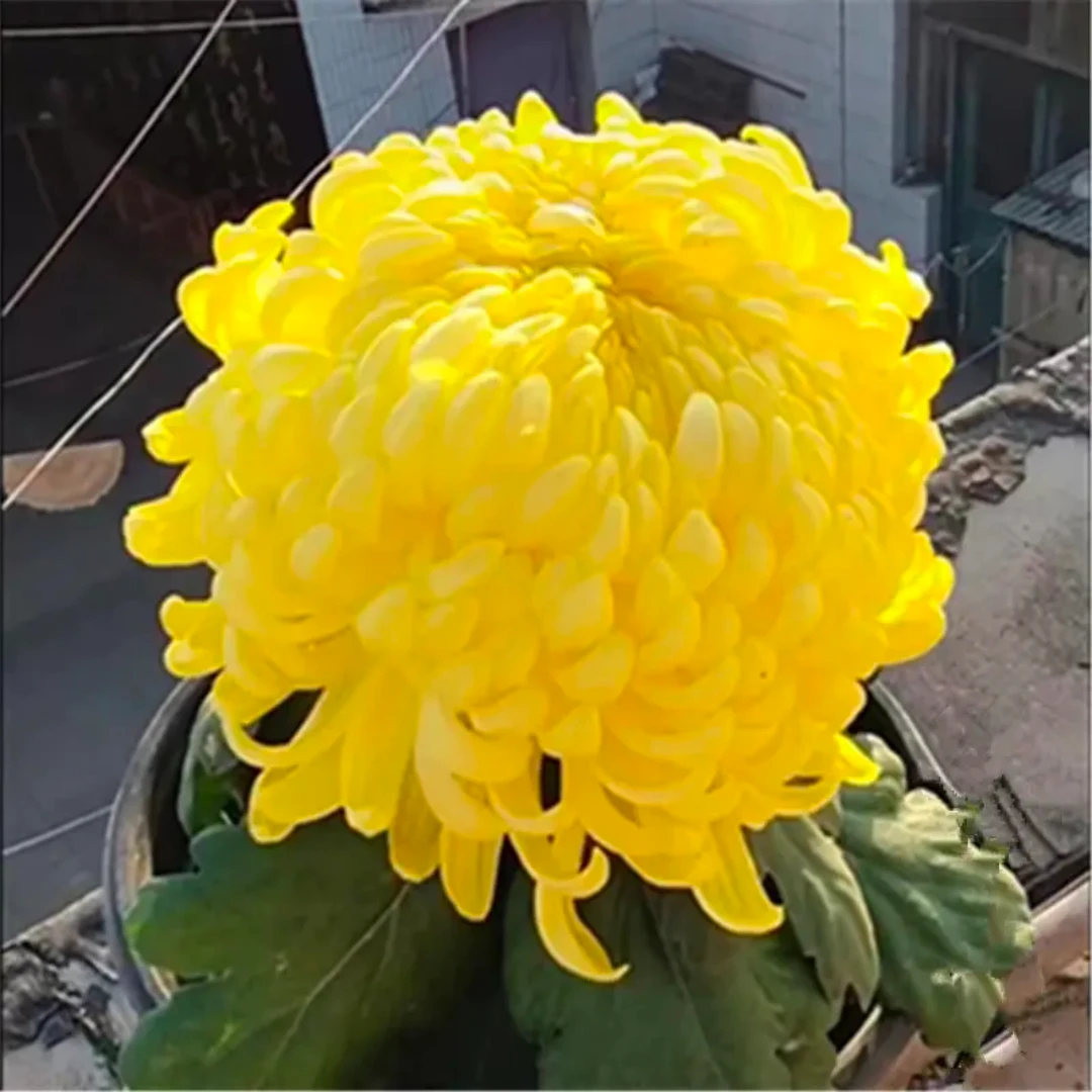 【黄绣球】菊花九月菊阳台庭院盆栽地栽四季种植好养易活