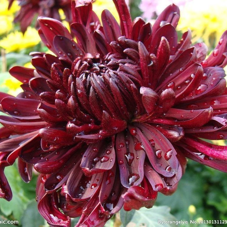 【墨菊】菊花九月菊阳台庭院盆栽地栽四季种植好养易活