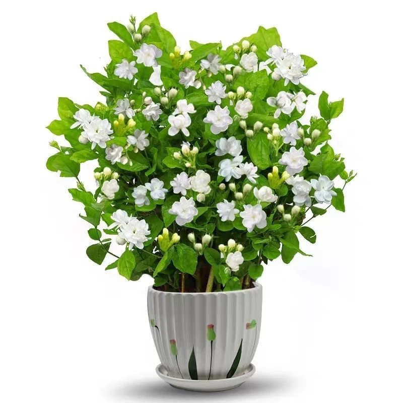 重瓣茉莉花盆栽带花苞浓香型室内绿植花卉驱蚊虫四季开花好养