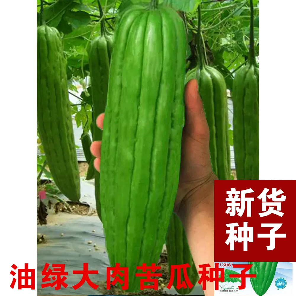 大肉苦瓜种子绿苦瓜种籽菜阳台耐热四季春季盆栽蔬菜