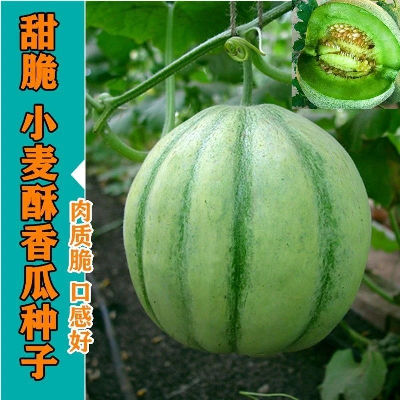 【全店满五包包邮】小麦酥甜瓜种子青皮甜香瓜种籽