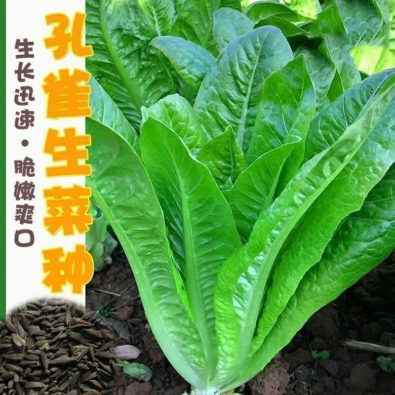 孔雀菜快菜营养生菜种子四季孔雀菜籽农家阳台蔬菜种子早熟