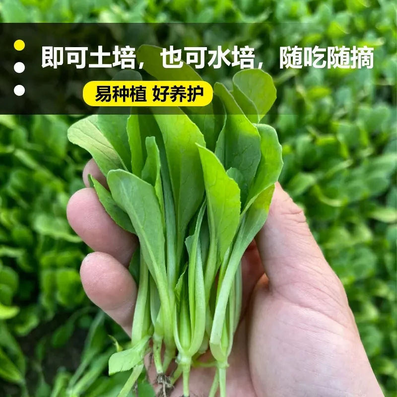鸡毛菜种子种籽蔬菜易种易活四季培养盆栽简单室外速生小白菜种植