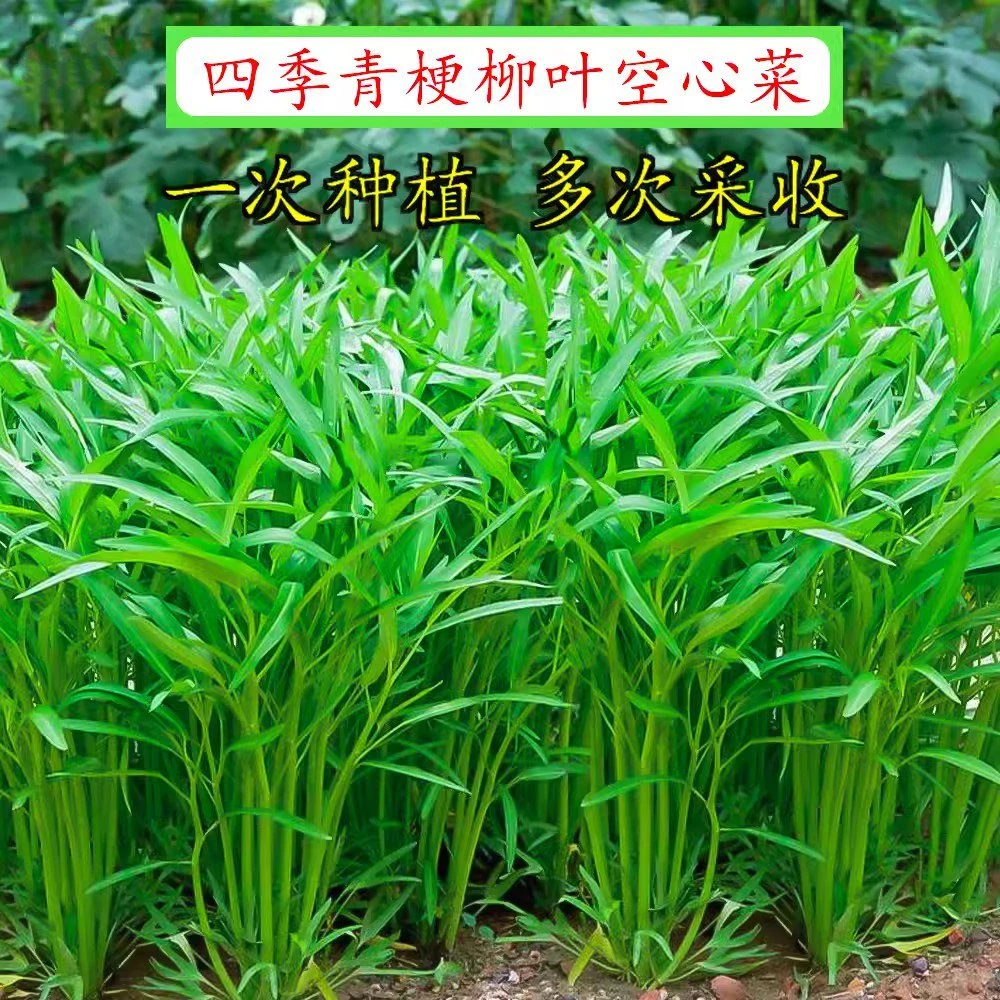 【全店满五元包邮】柳叶空心菜种子青梗空心菜籽蔬菜种孑