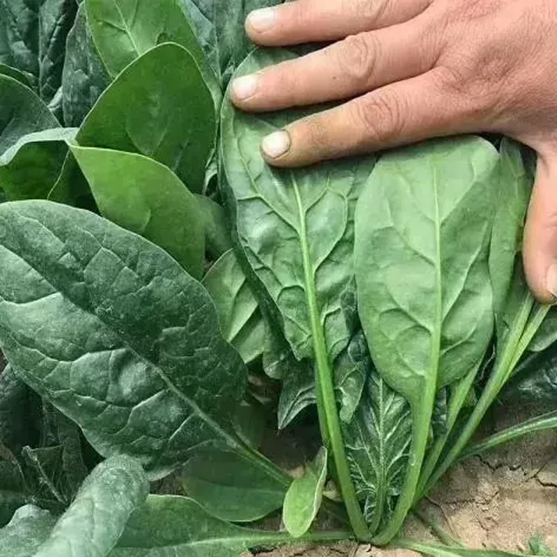 大叶菠菜种子四季蔬菜秋冬籽种阳台种籽抗热菜种盆栽波菜孑菜籽子
