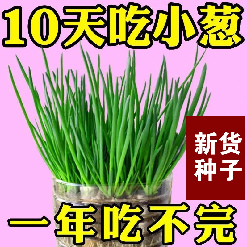 【全店满五包包邮】四季小香葱籽生长易种小葱生长阳台盆栽葱种植