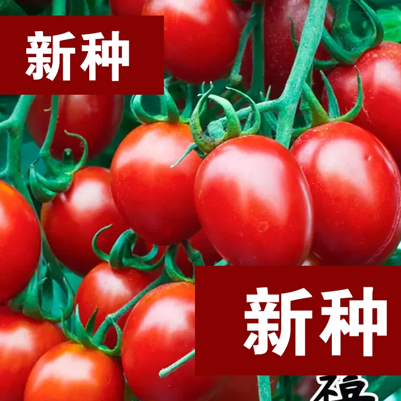 四季小番茄种子苗千禧圣女果矮生饱满盆栽新鲜种籽菜苗果苗多汁