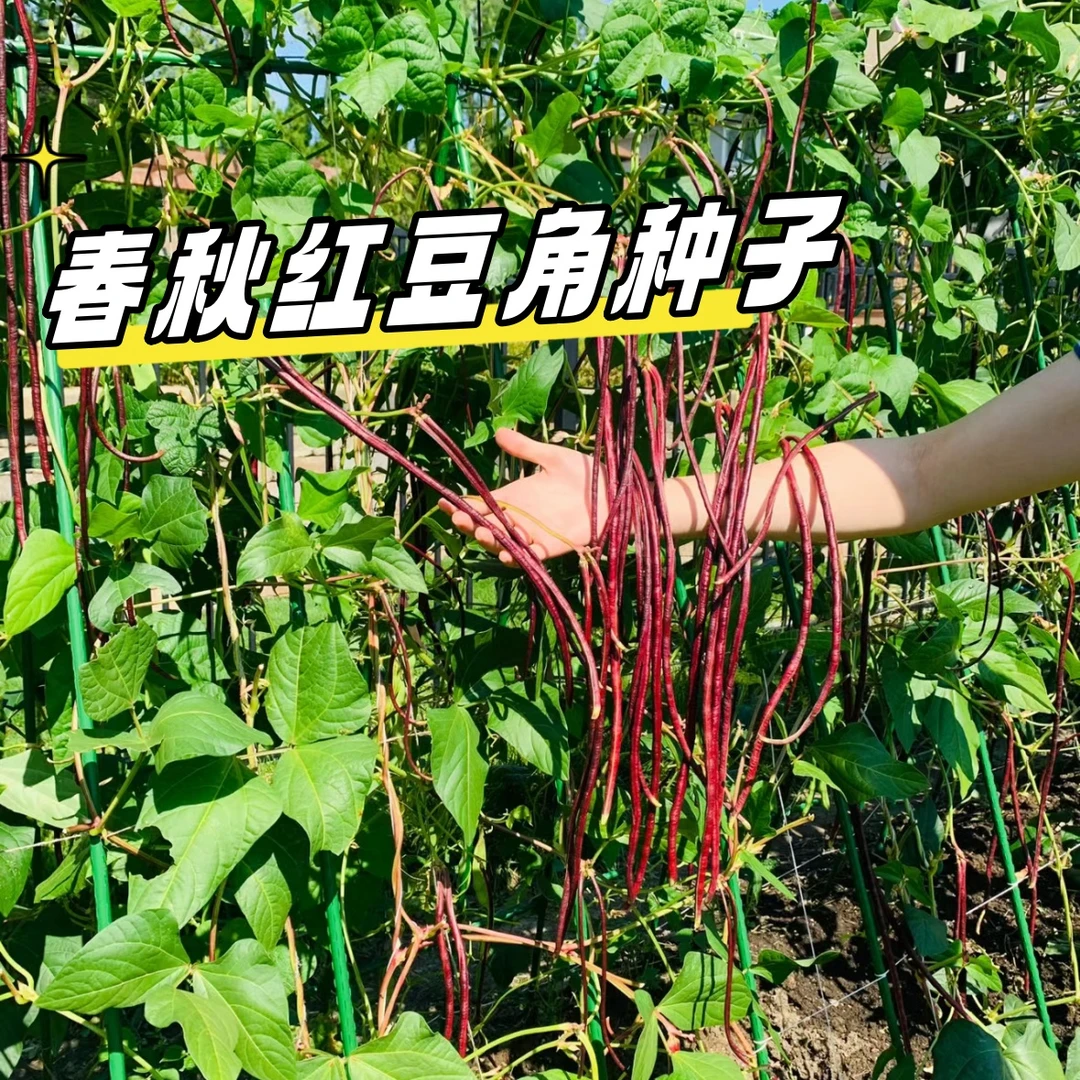 【全店满五元包邮】晚秋红豆角种子红豇豆籽长豆角爬藤蔬菜种子