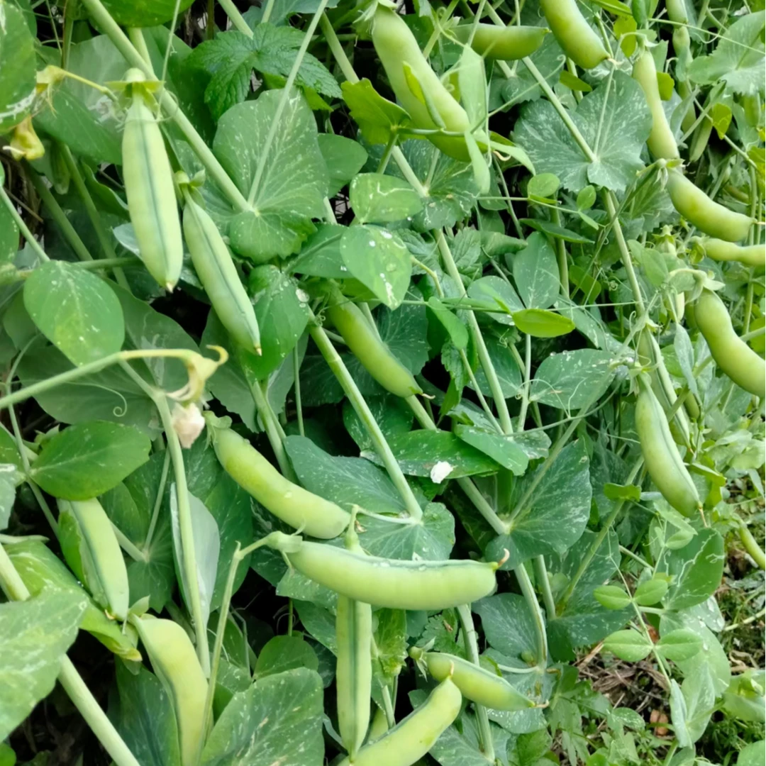 【全店满五元包邮】荷兰豆种子奇珍76种籽软荚爬藤荷兰豆种