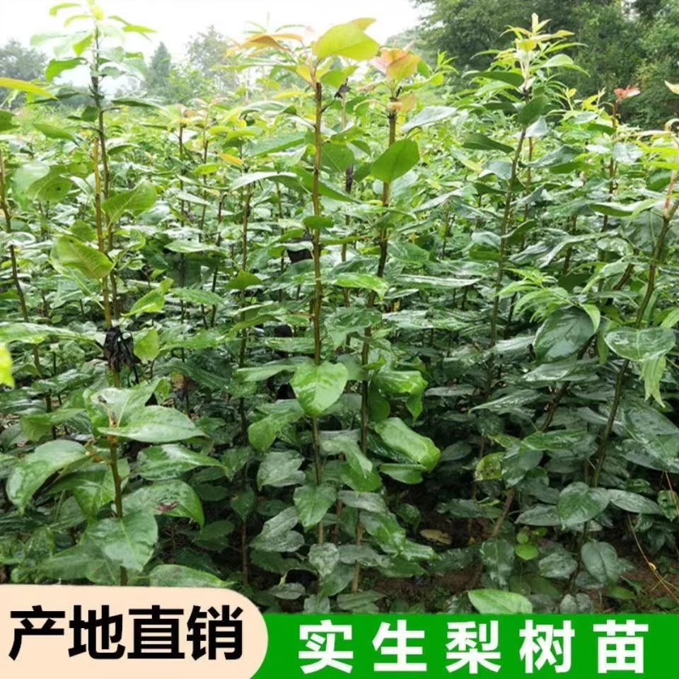 梨子实生苗梨树砧木原生苗直生梨苗嫁接梨树砧木南北方种植