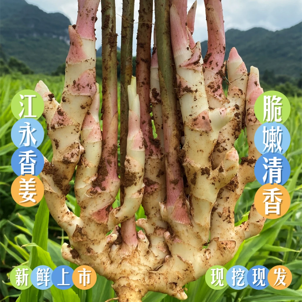 江永香姜新鲜嫩姜嫩姜芽3/5/9斤脆嫩姜嫩醋泡姜仔姜子姜新鲜姜嫩