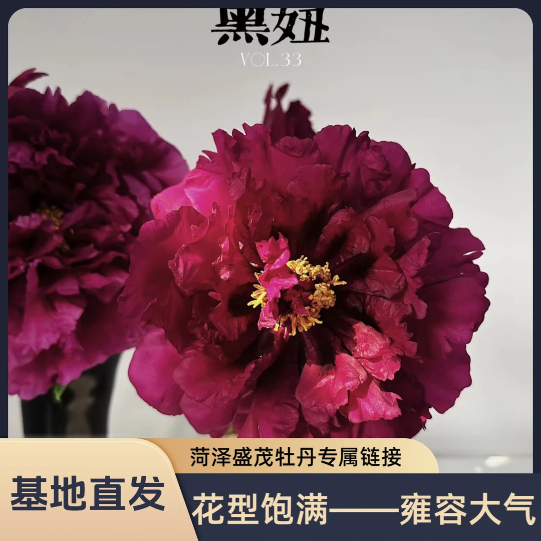 【黑妞】8枝条，精品重瓣牡丹苗菏泽基地直发春季开花耐旱阳台庭院