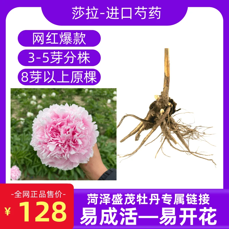 【莎拉】进口重瓣芍药苗菏泽基地直发春季开花耐旱阳台庭院