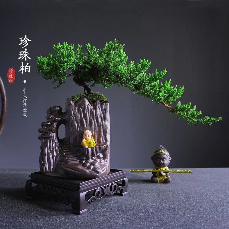 新西兰珍珠柏盆景 柏树盆栽一物一拍 四季常青阳台办公室好养包邮