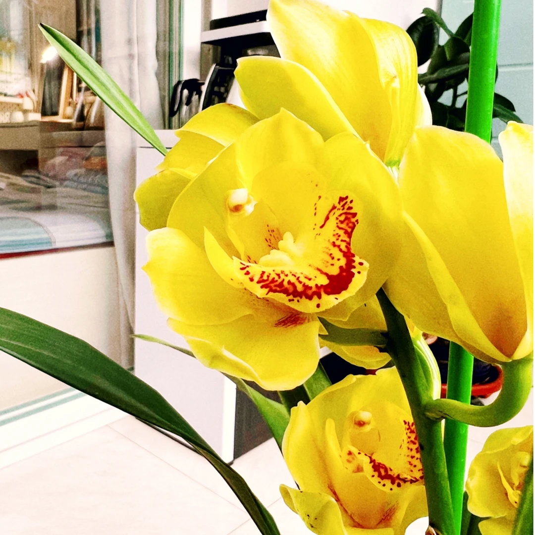 【黄金岁月】3支花剑大花惠兰 云南高原兰花 花期长 年宵花