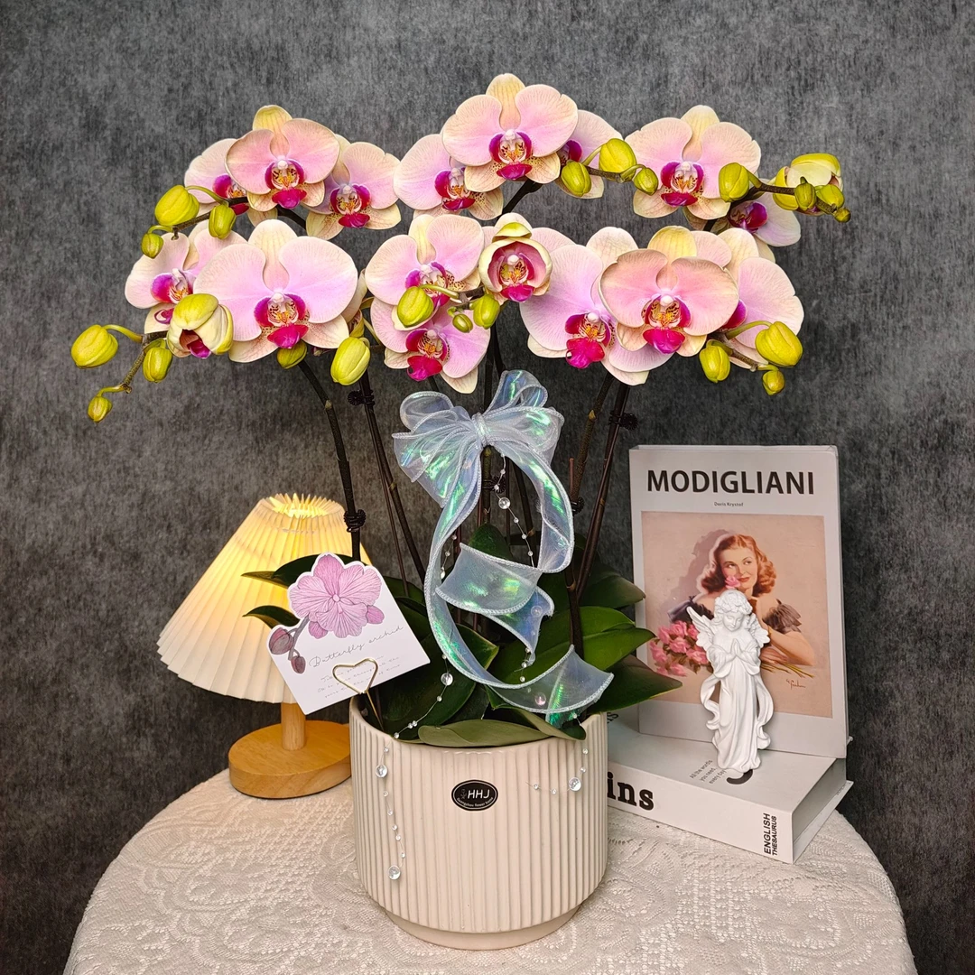 鲜花蝴蝶兰《蒙娜丽莎》六颗花剑盆栽 基地直发 阳台种植植株好养