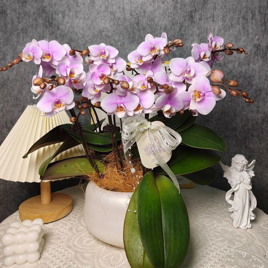 鲜花蝴蝶兰《万人迷》带花发货 花色鲜艳 基地直发