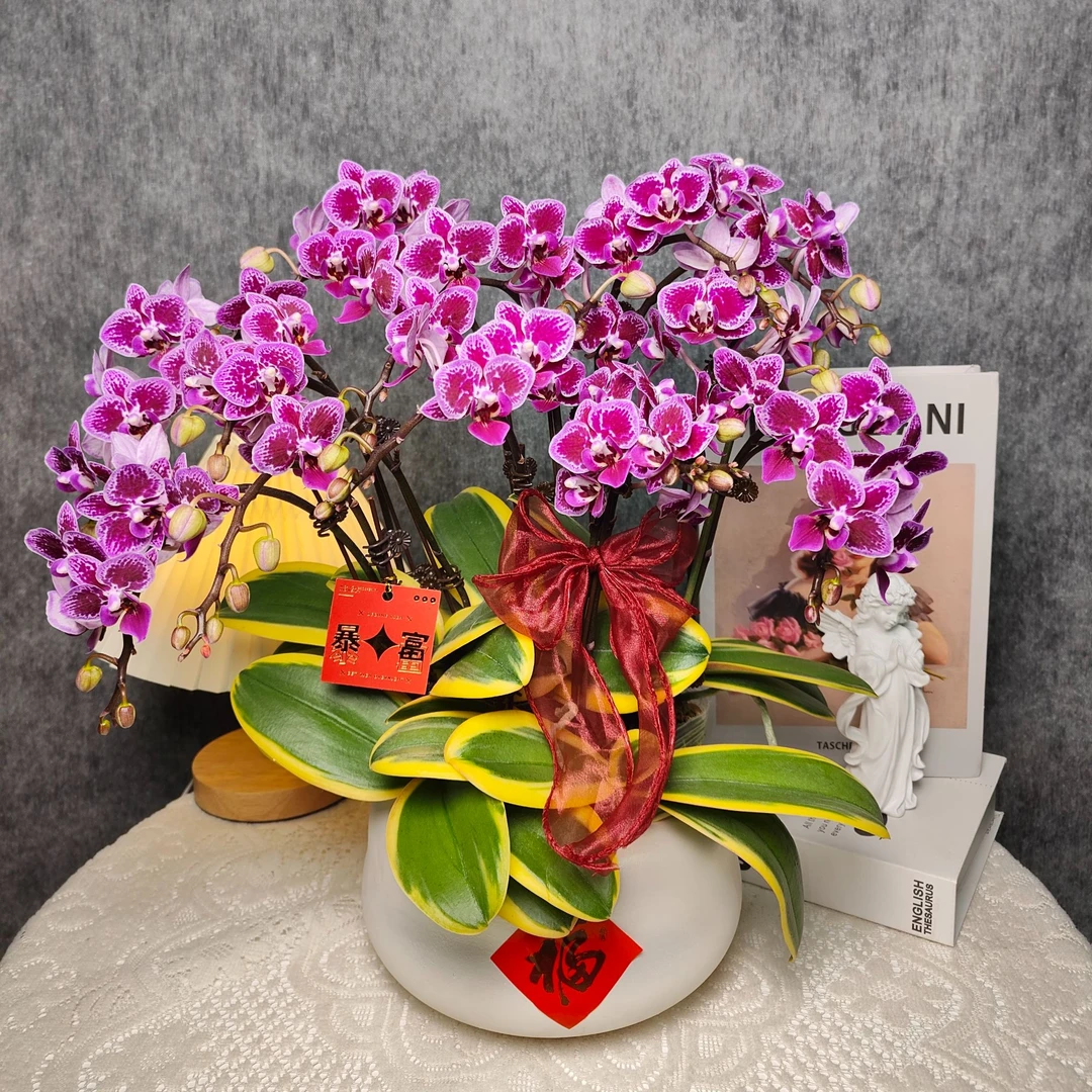 鲜花蝴蝶兰《金边蔓越莓》十支花剑盆栽  基地直发 阳台非常好养