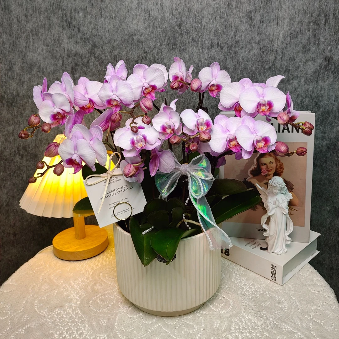 鲜花蝴蝶兰《豆蔻佳人》 八花剑盆栽 基地生长种植植株阳台非常好养