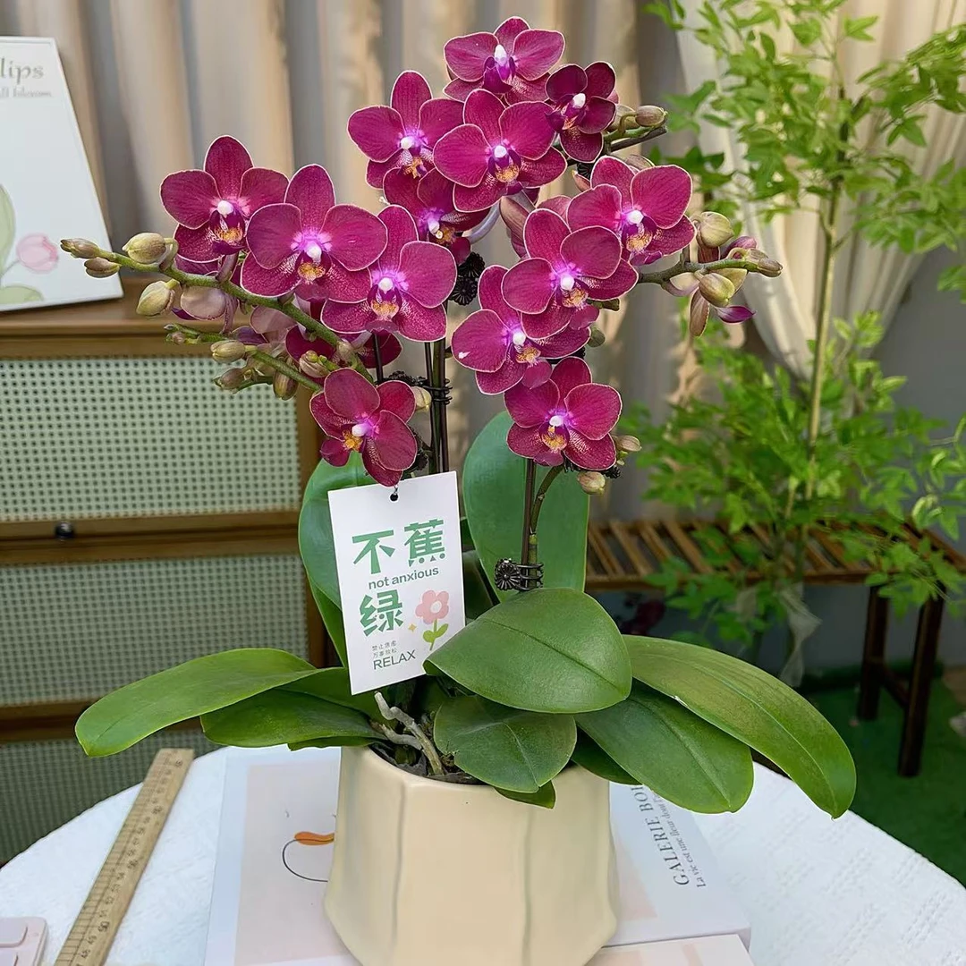 蝴蝶兰《香香公主》蜡质花卉 办公室绿植 新手好养 广州直发