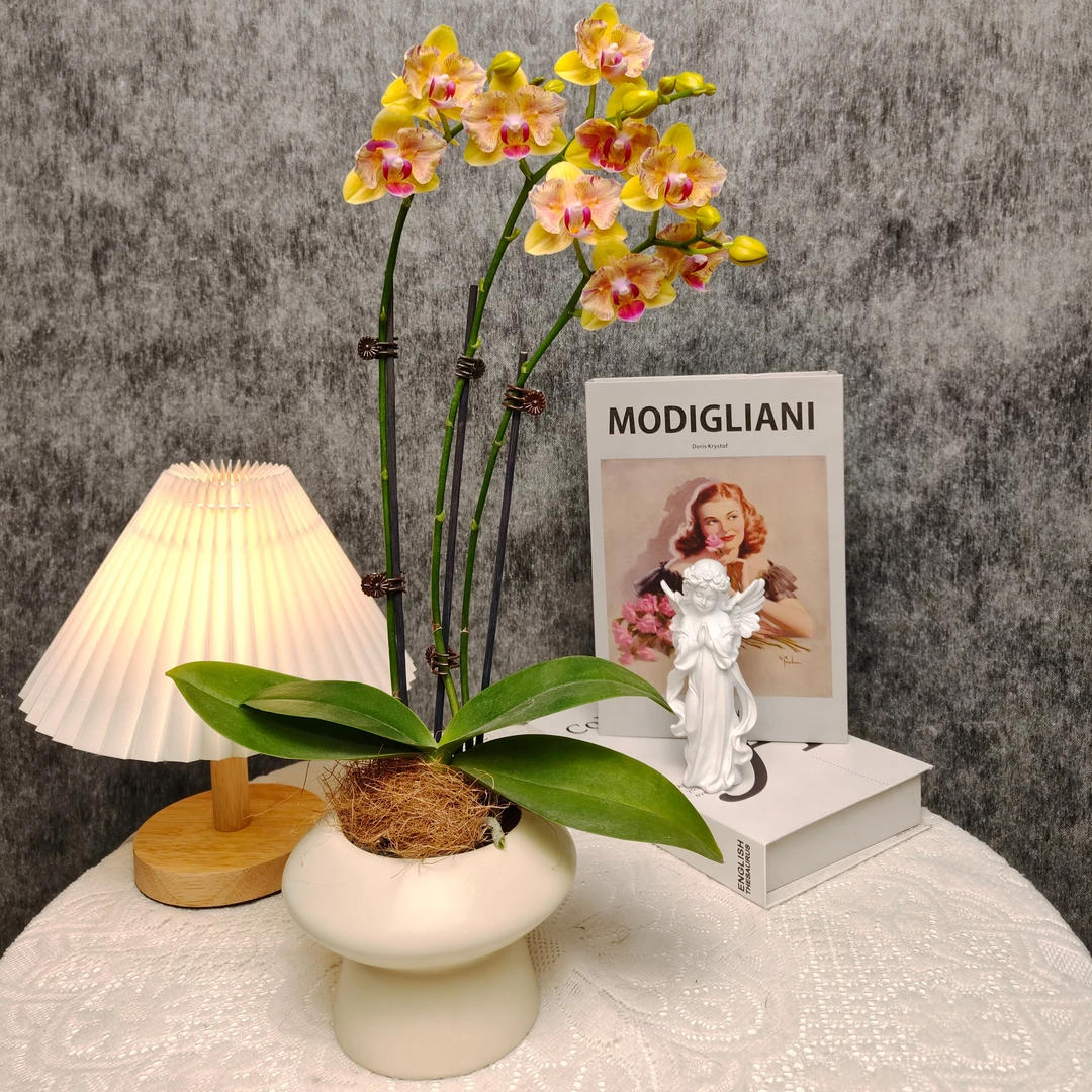 蝴蝶兰《梦想成真》带花带花苞 室内种植基地直发 新手非常好养植株