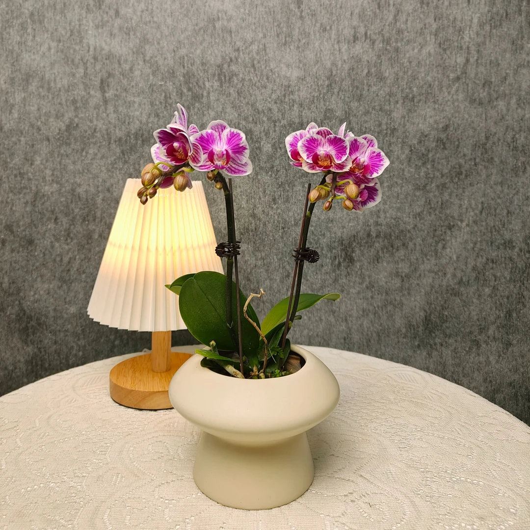 蝴蝶兰《三色彩虹》双花剑带花带花苞  种植基地直发 非常好养植株