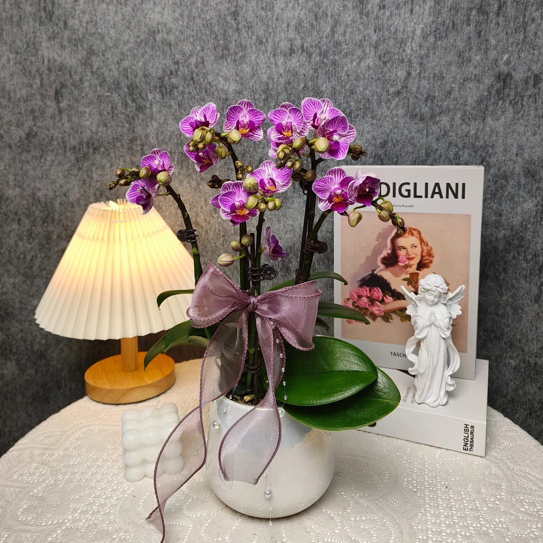 蝴蝶兰《紫黛》带花带花苞 2苗5花剑艺术组盆 基地直发 非常好养