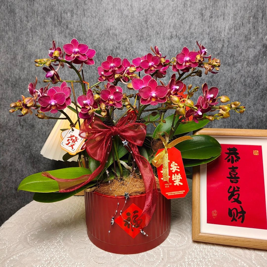 鲜花蝴蝶兰《香甜甜》八花剑盆栽 带花带花苞基地直发 阳台种植植株