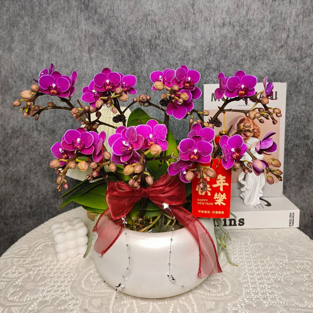 紫色蝴蝶兰《伊莎贝拉》带花带花苞 种植基地直发 新手非常好养