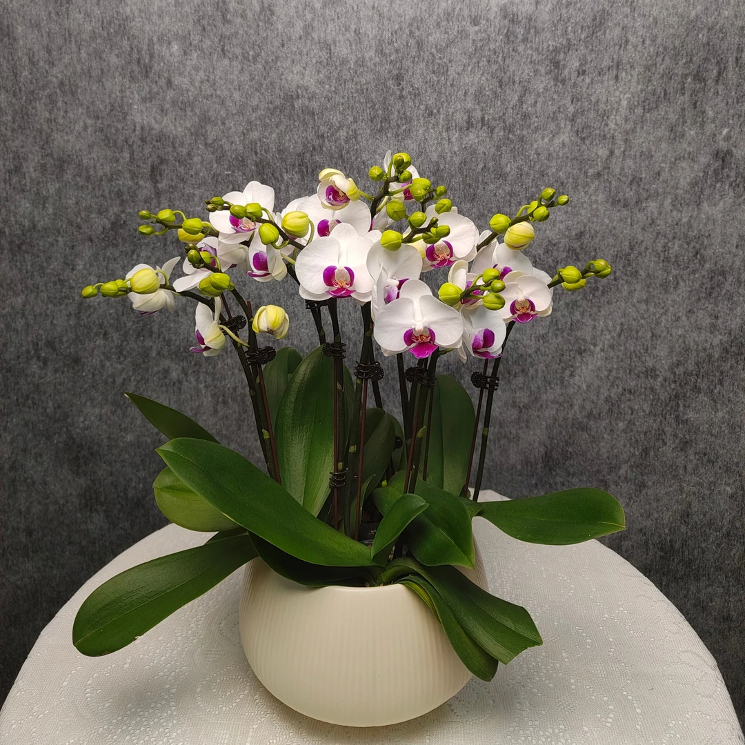 蝴蝶兰《雪玉》双花剑带花带花苞 种植基地直发植株 带造型棒和夹子