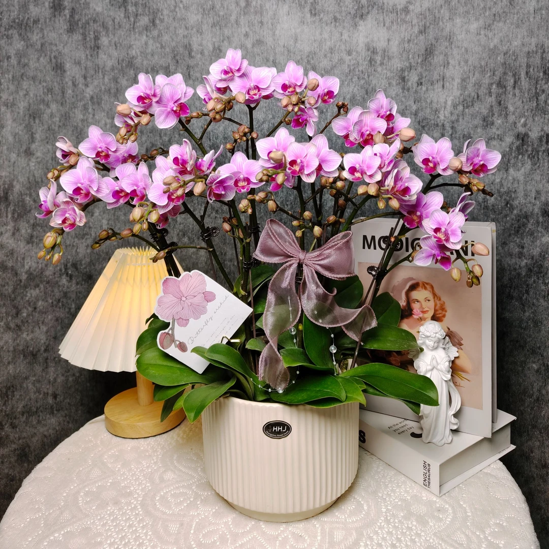 鲜花蝴蝶兰《粉黛》十二花剑盆栽 基地生长种植植株 阳台非常好养