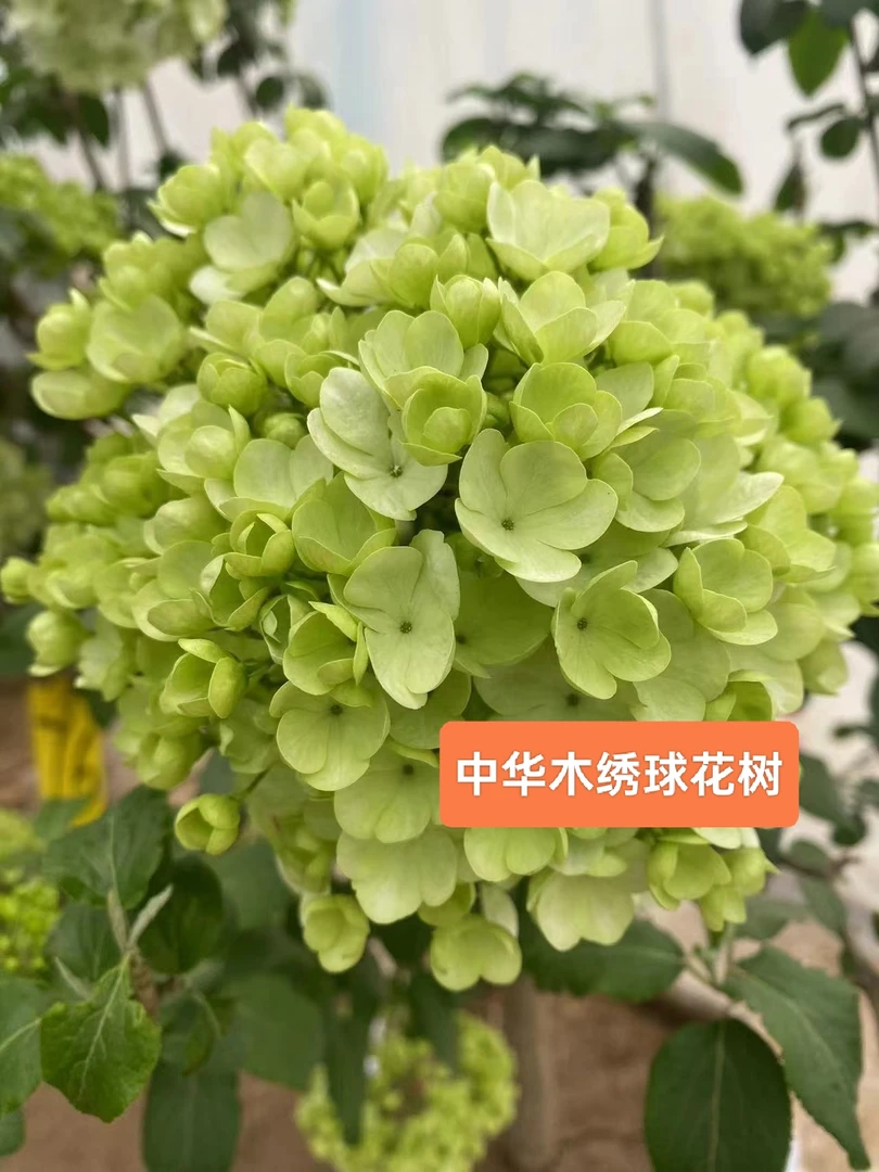 中华木绣球（壮苗一物一拍)