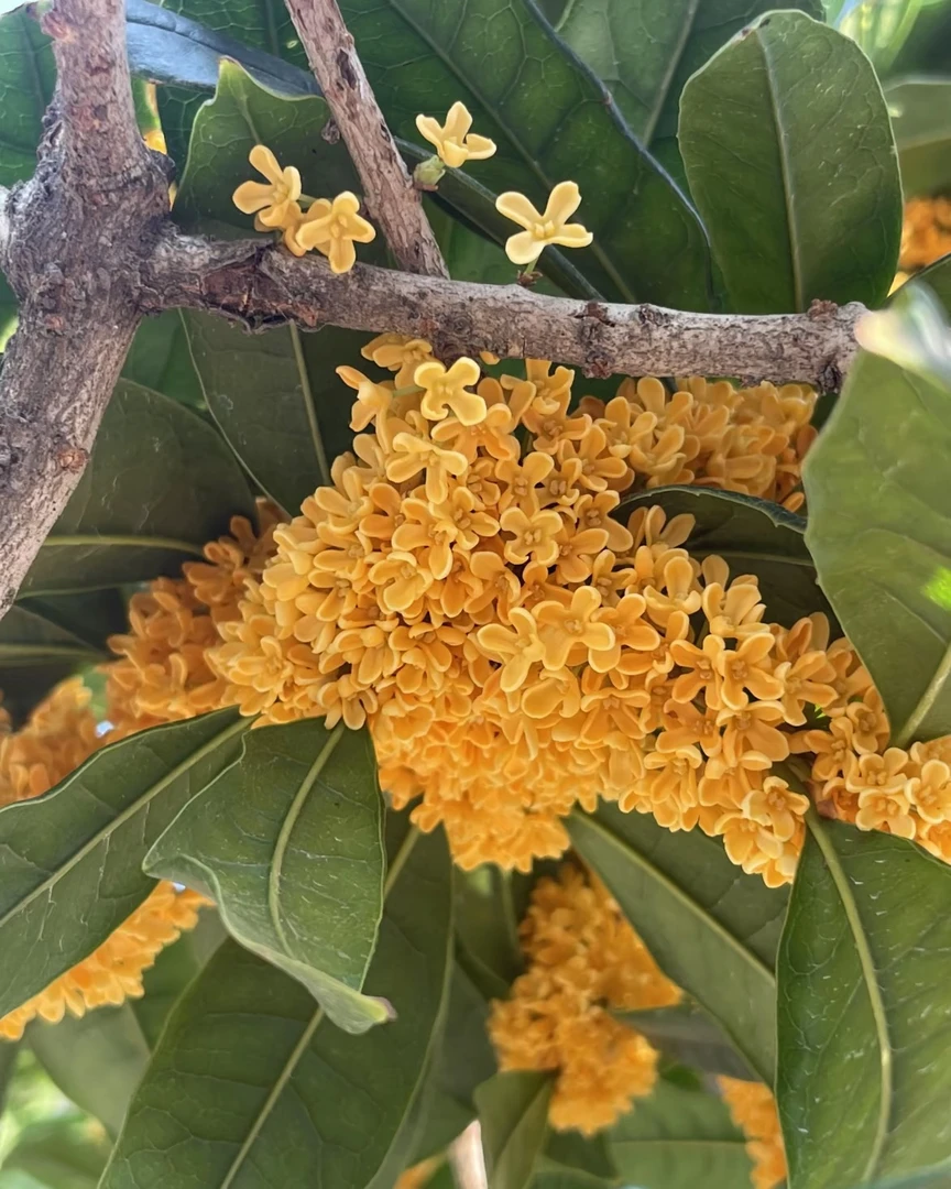 四季桂花树老桩庭院耐寒金桂丹桂朱砂桂花盆栽