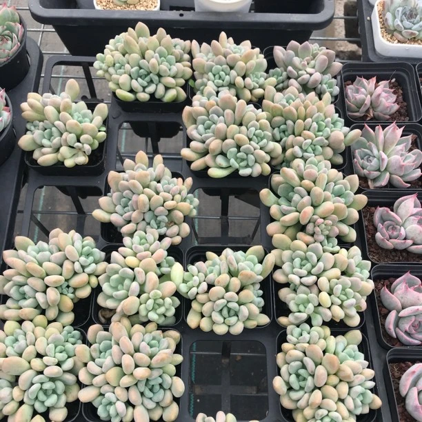 【341-350】两颗包邮 华林园艺  小老桩多肉植物