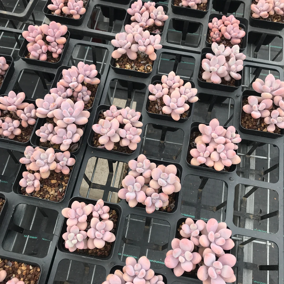 【151-160】脱土裸根不带盆土  两颗包邮 华林园艺 一物一拍