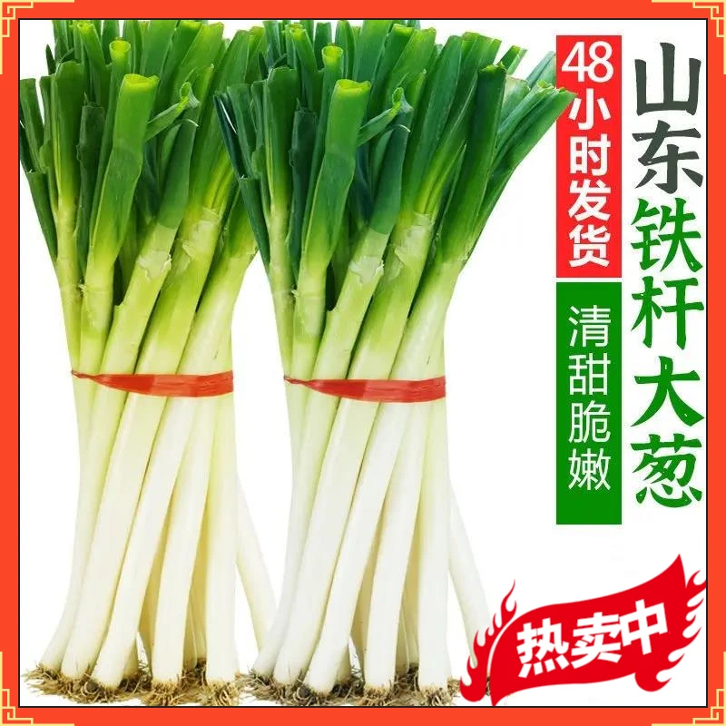 山东大葱大葱蘸酱大葱微辣微甜新鲜食用山东1斤铁杆大葱脆甜多汁