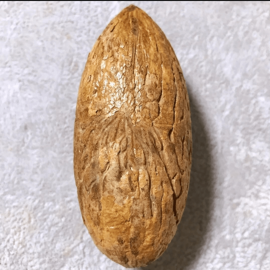 【老树果，油性大密度高包浆快】手把件必备