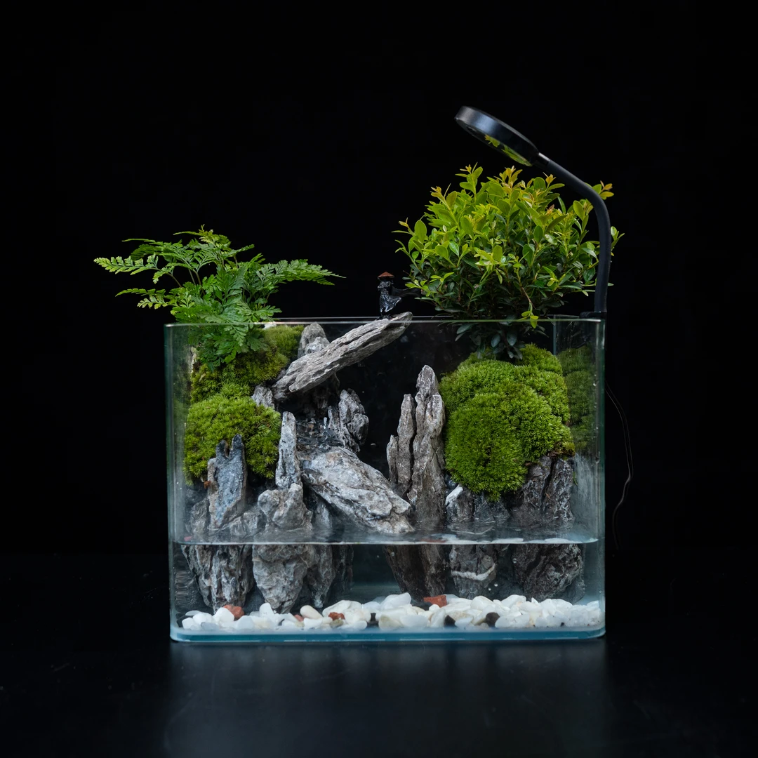 【无也秘境】蜀山—小叶赤楠成品桌面造景微景观尺寸25*16*18cm