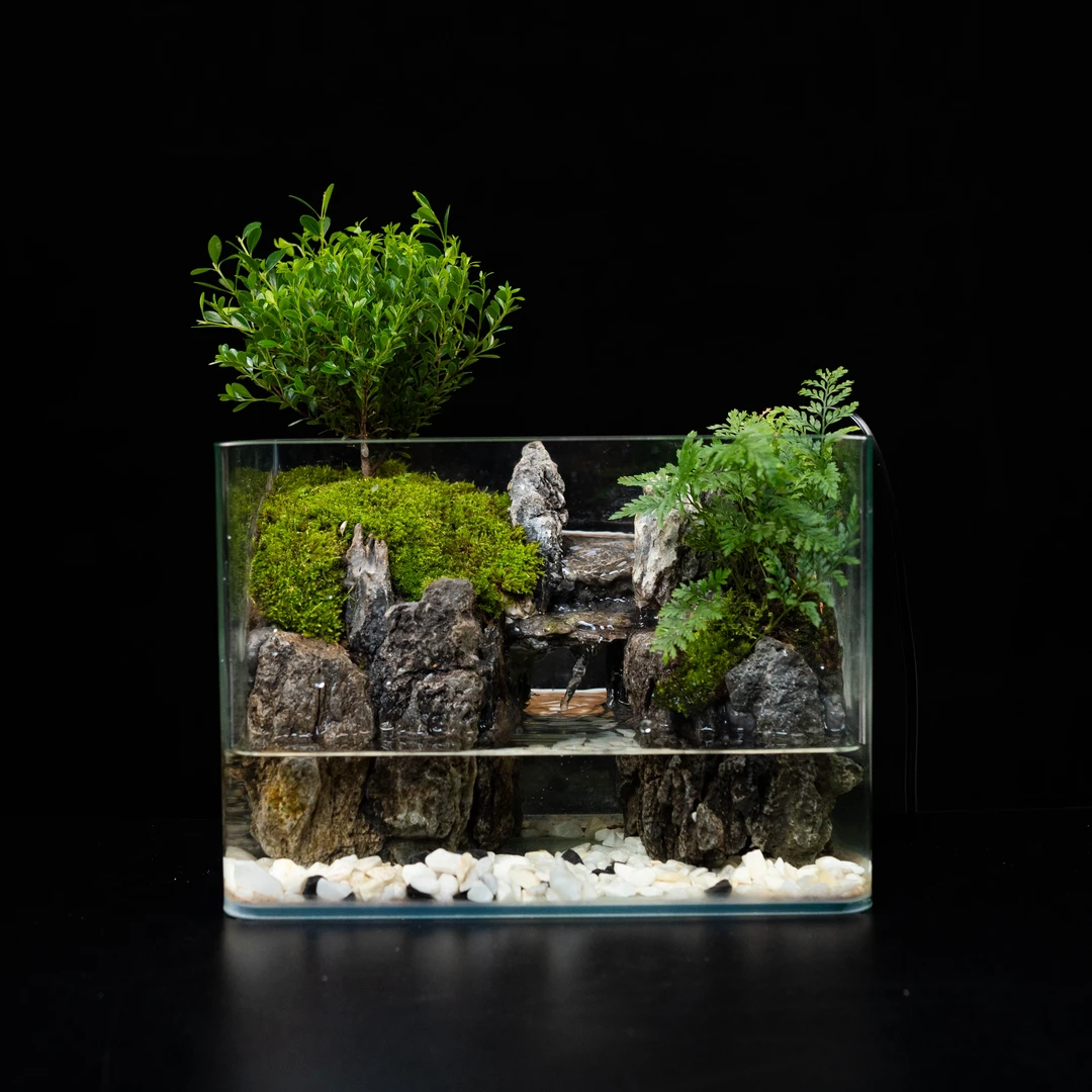 【小太阳】高山流水—小叶赤楠成品桌面绿植景观尺寸25*16*18
