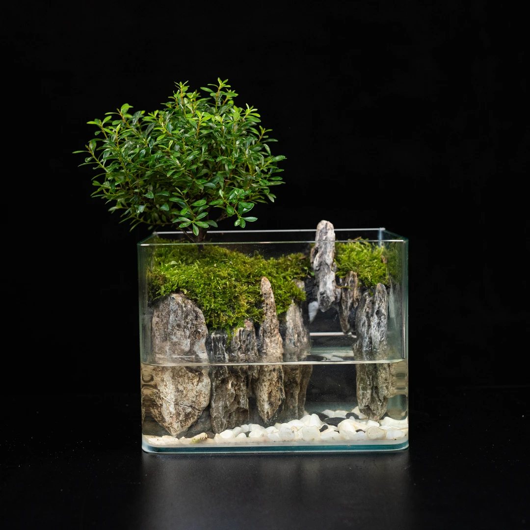 【特价】洞天—小叶赤楠成品创意绿植景观尺寸18*12*14cm
