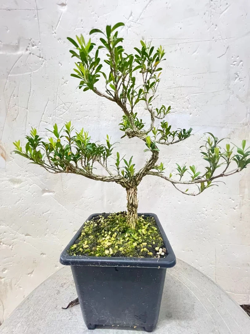 皱皮雀舌黄杨四季庭院盆景盆栽