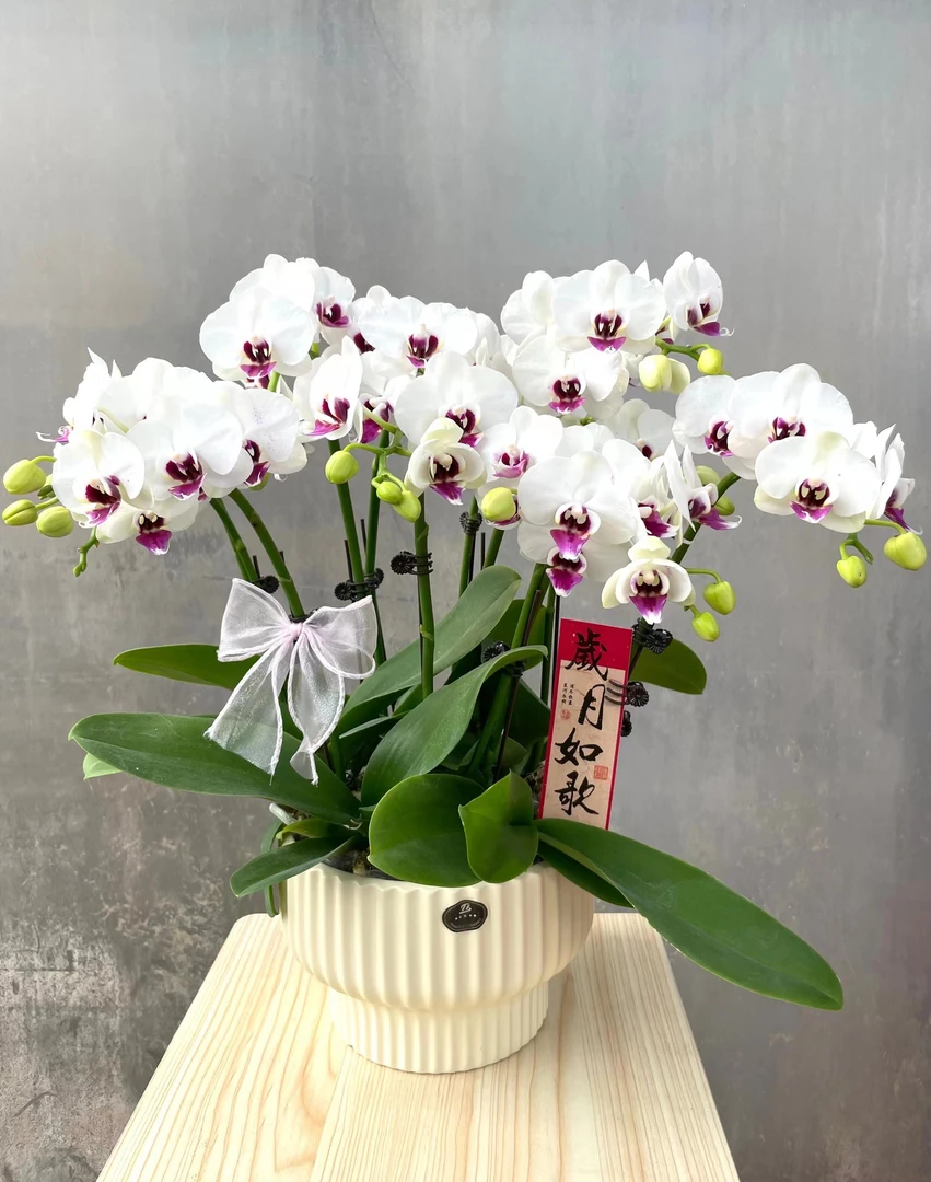 双花箭【紫星】蝴蝶兰稀有蝴蝶兰美观基地直发室内观赏