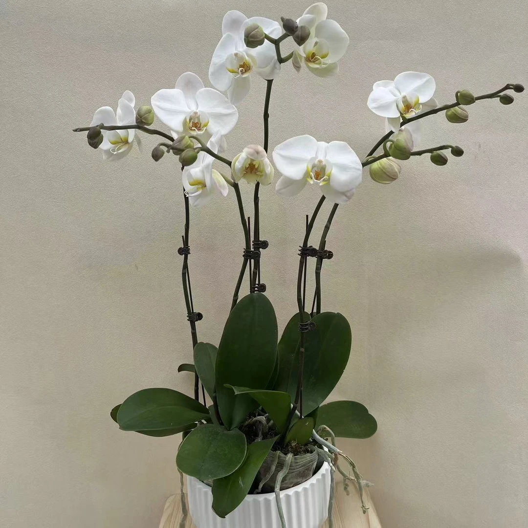 蝴蝶兰【大白v3】大花型3.0加高白色系耐寒绿植叶片优质净化空气