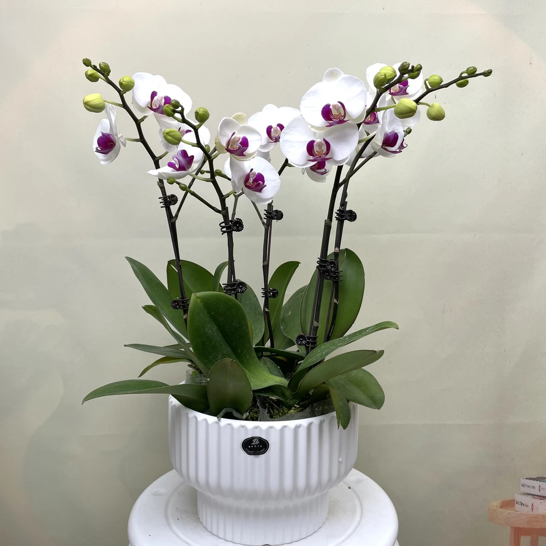 组盆装[雪域]蝴蝶兰高品质基地直发美观兰花养护夏天